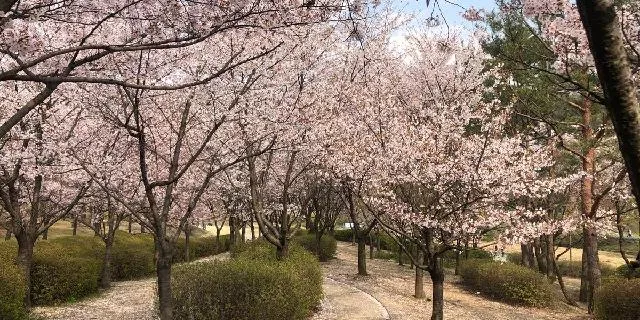 분당 탄천 벚꽃길