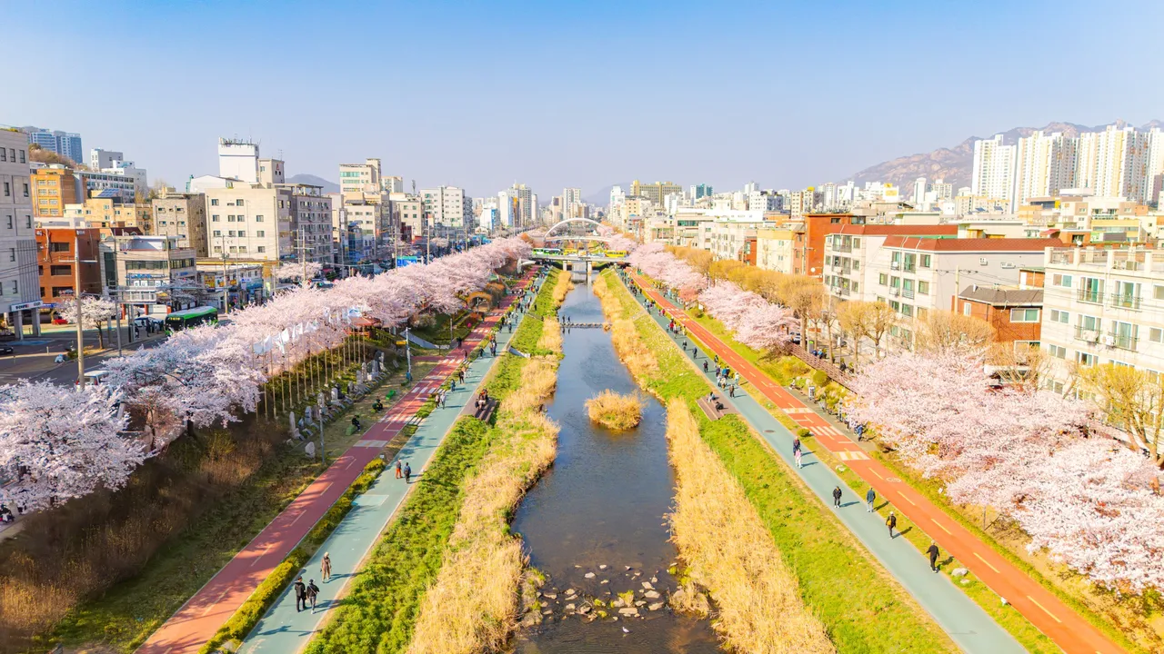 불광천 벚꽃 코스